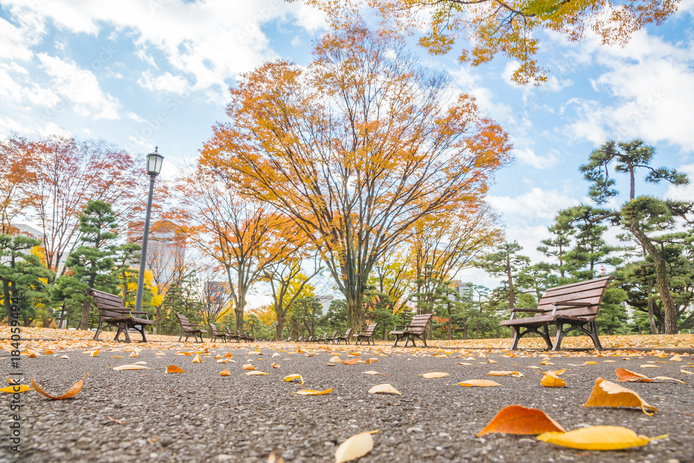 秋の公園の落葉