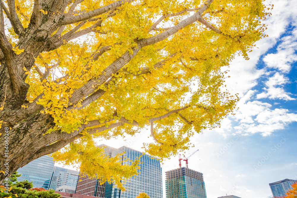 都会を彩る紅葉の木々