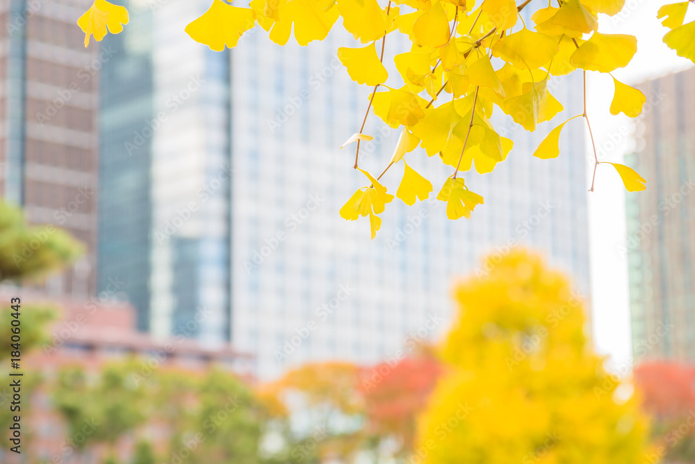 都会を彩る紅葉の木々