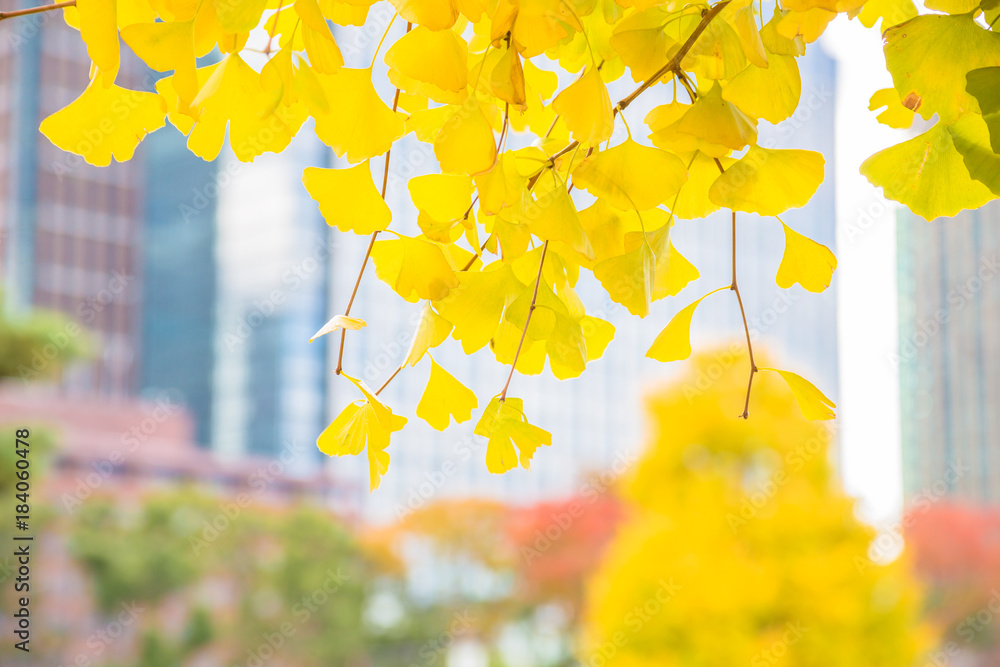 都会を彩る紅葉の木々