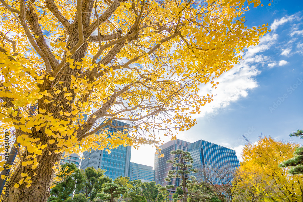 都会を彩る紅葉の木々