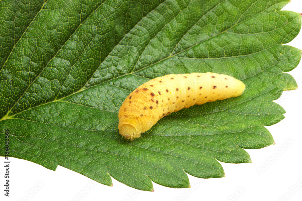  Сaterpillar on a white