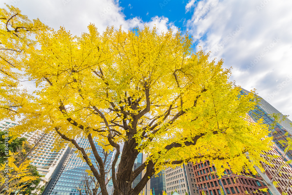 都会を彩る紅葉の木々