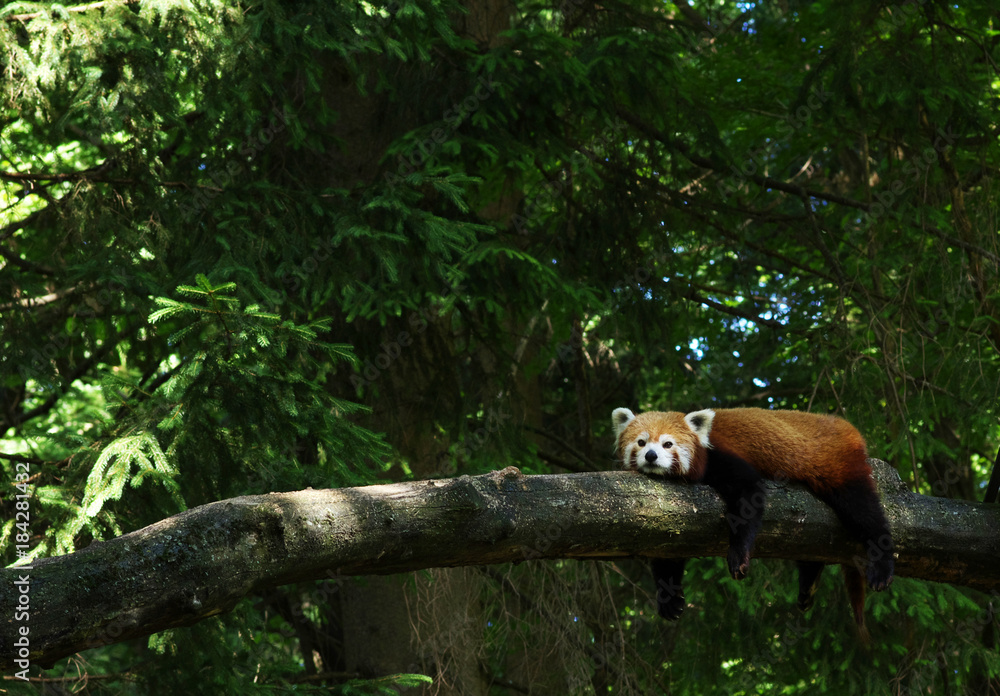  red panda in a tree