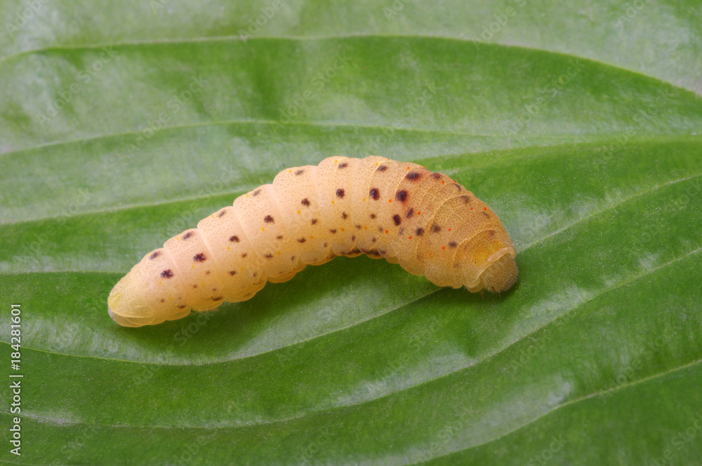  Сaterpillar on a white