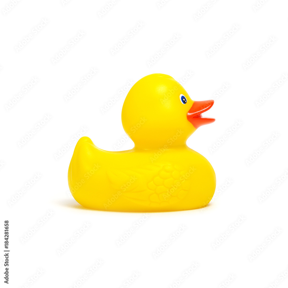 Yellow rubber duck on white