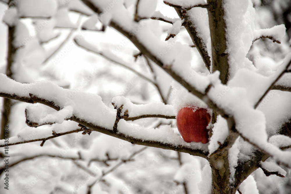 雪中树上的红苹果