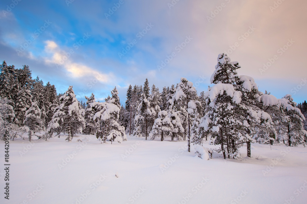 美丽的冬季景观雪树