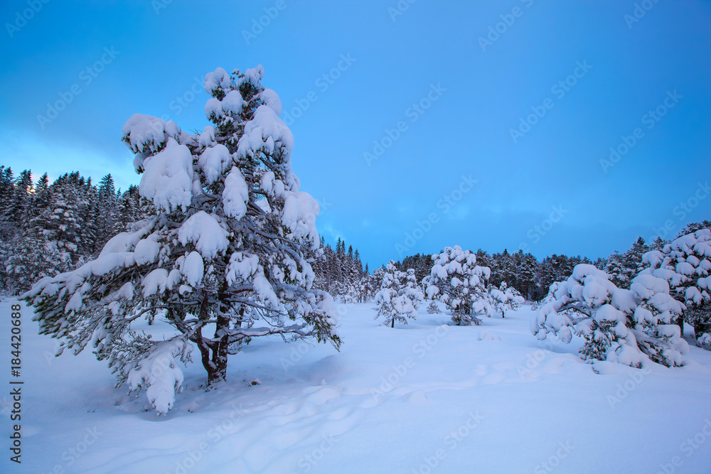 美丽的冬季景观雪树