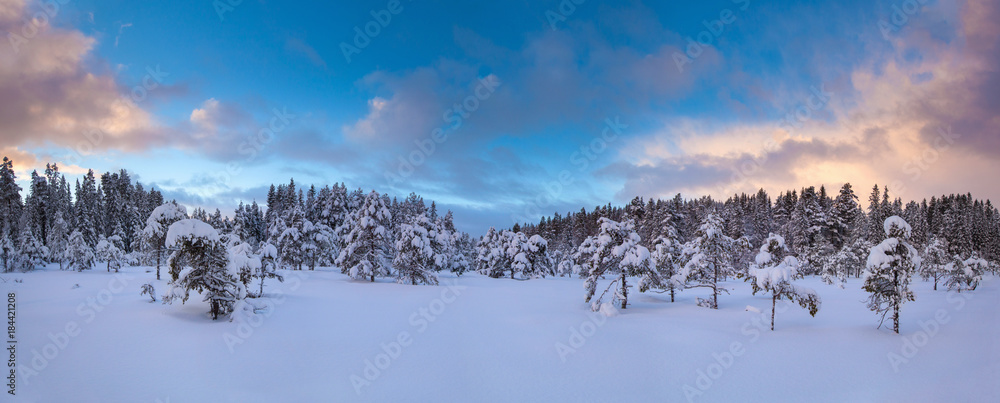 beautiful winter landscape snow tree