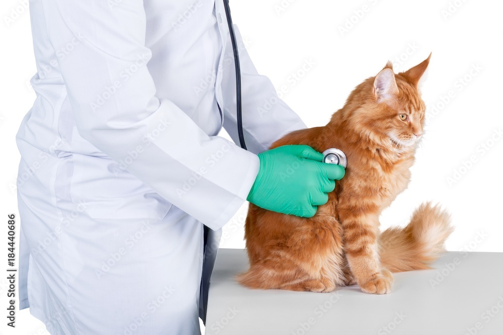 Vet Examining a Red Cat