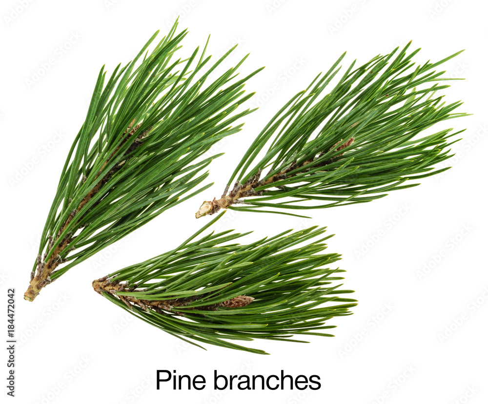 Pine isolated