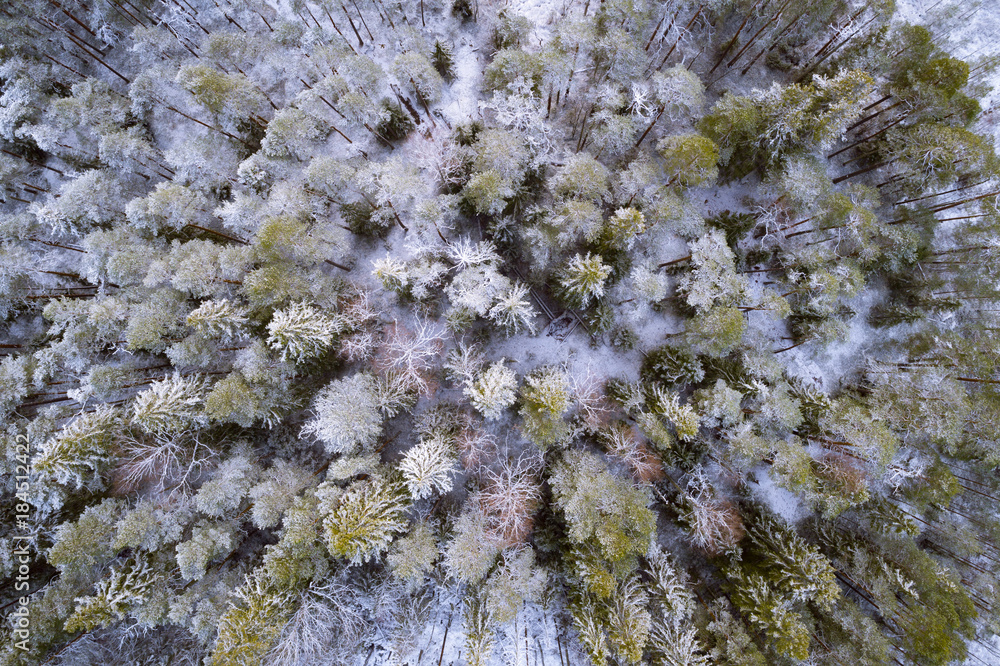 冬季北方森林鸟瞰图，新鲜的雪覆盖了树木和地面