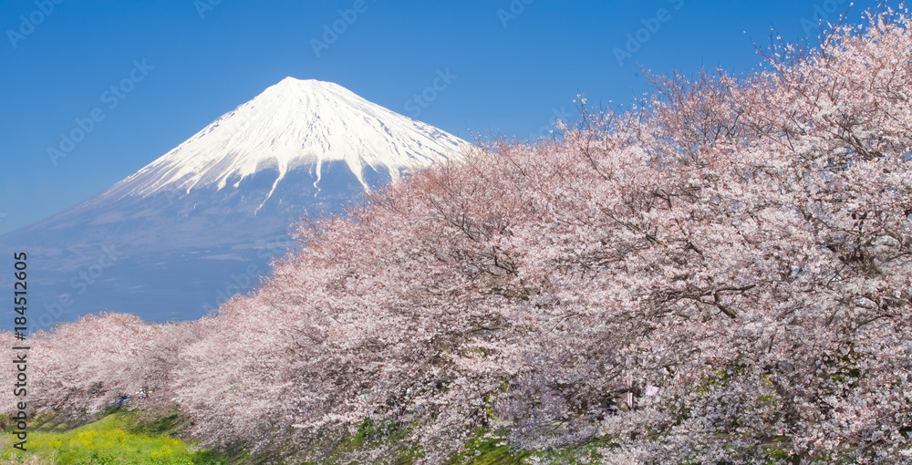 美丽的富士山和樱花在日本春天的季节