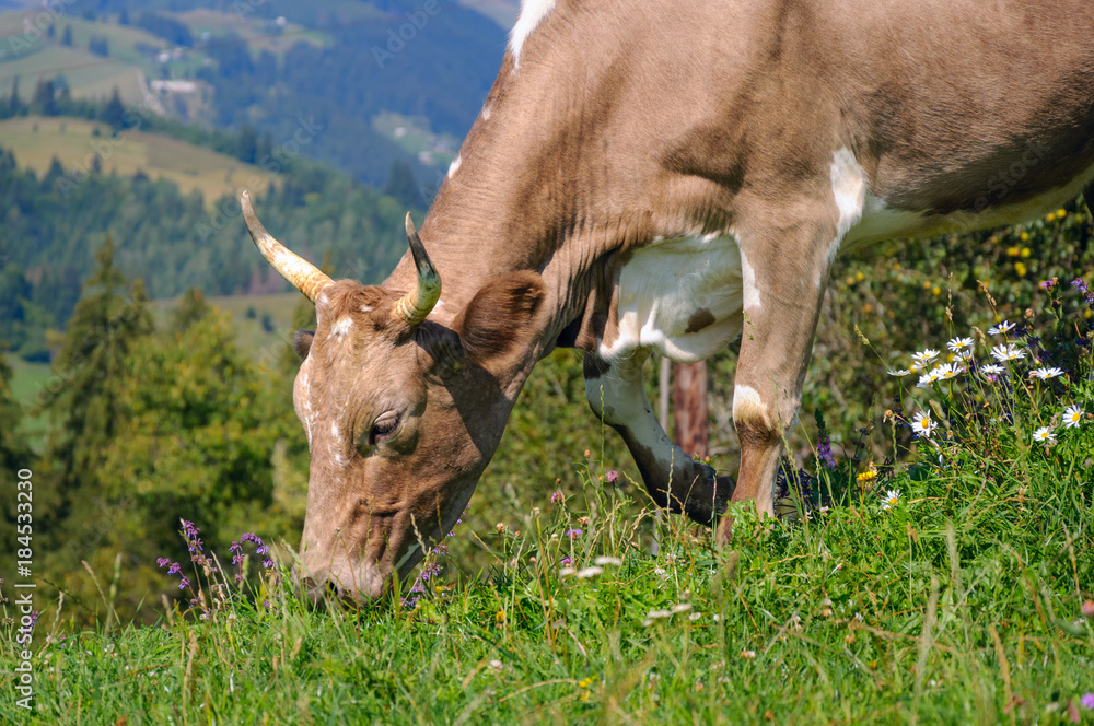 Cow on summer pasture. Portrait of grazing cow