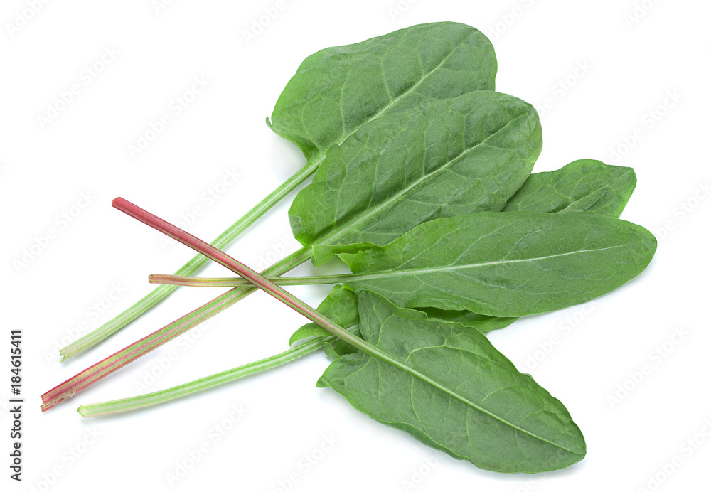 Sorrel vegetable leaf isolated