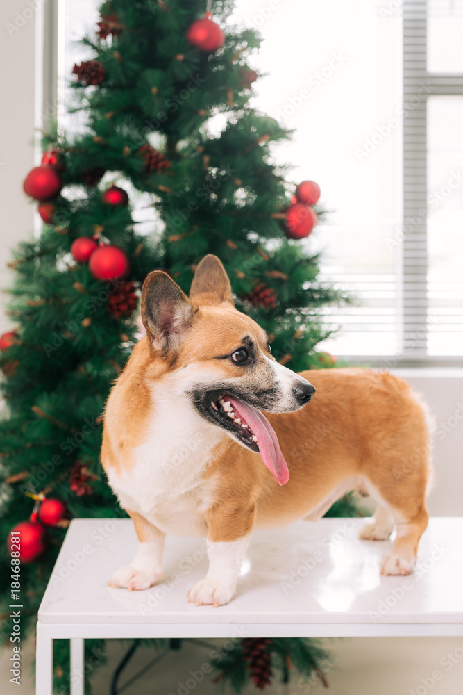 Pembroke corgi in a house decorated with a Christmas tree. Happy Holiday and Christmas Eve