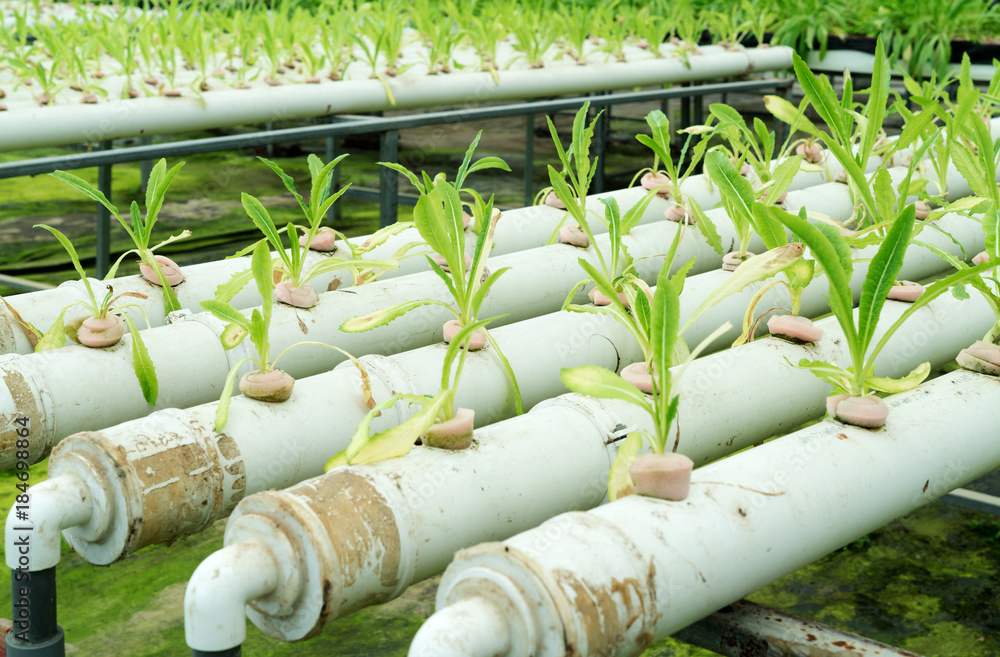 Greenhouse soilless culture material