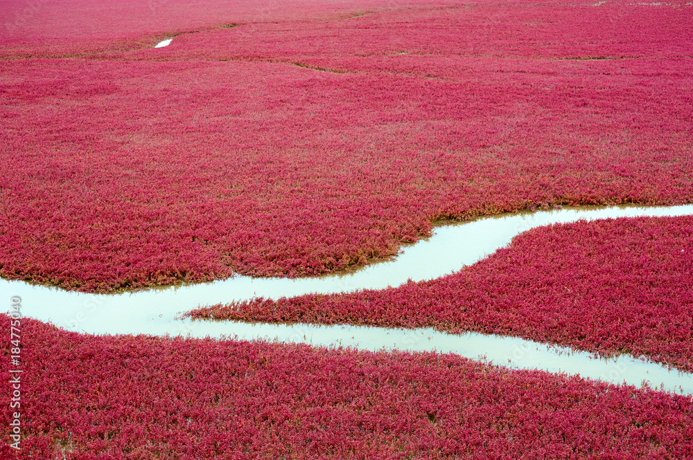 The Panjin city red beach landscape.