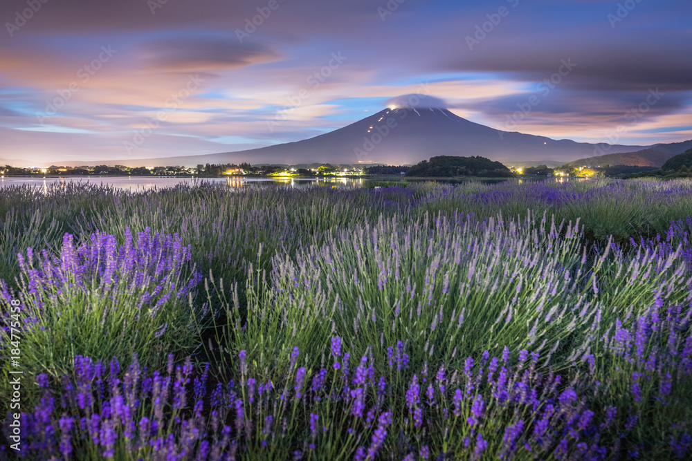 Night view of Mountain Fuji and lavender fields in summer season at Lake kawaguchiko