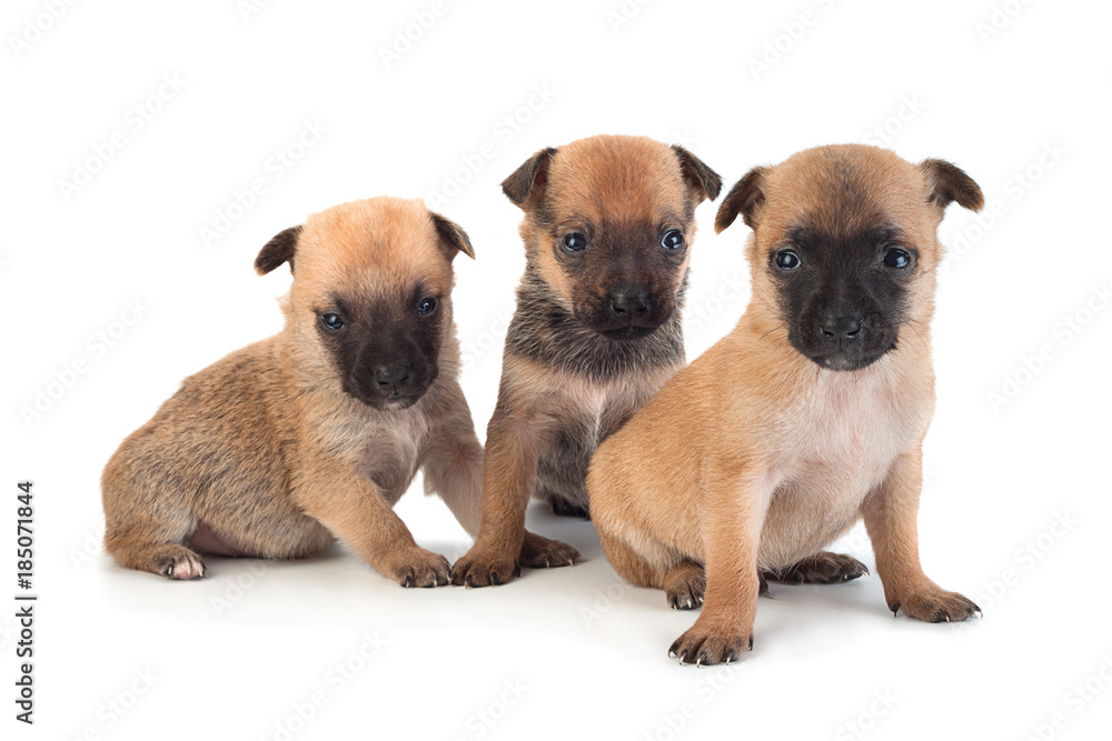 Young baby dog on white