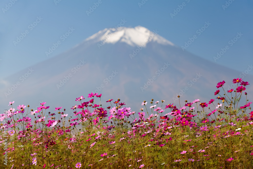 Yamanakako Hanano Miyako Koen秋季的宇宙花和富士山