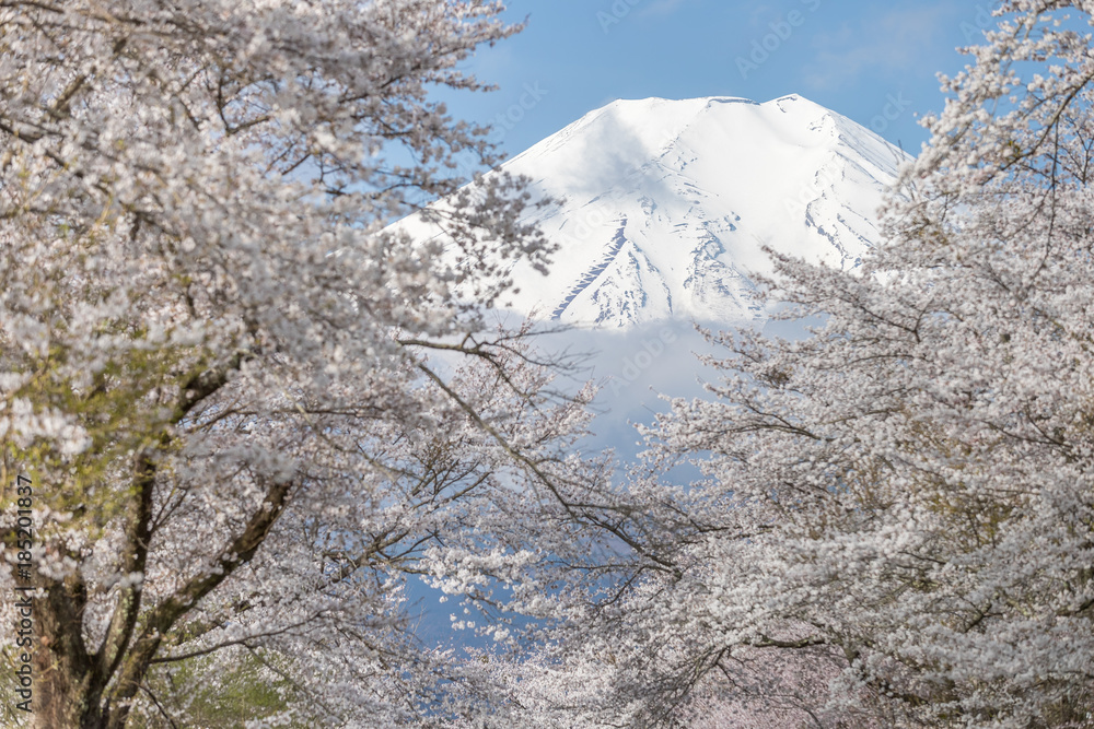 Oshino Hakkai的樱花树和富士山在春季