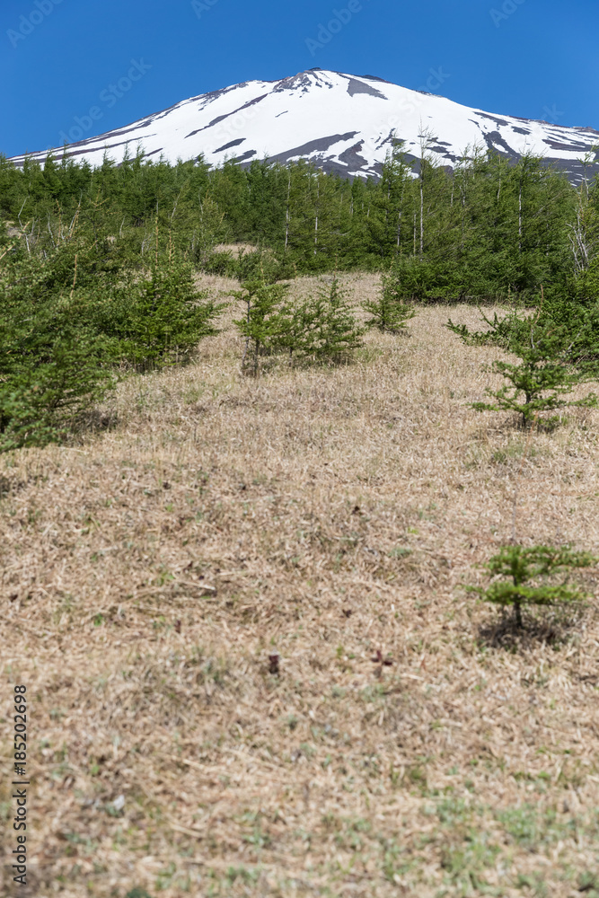 富士山之巅，雪与春天的富士山自然休闲林径