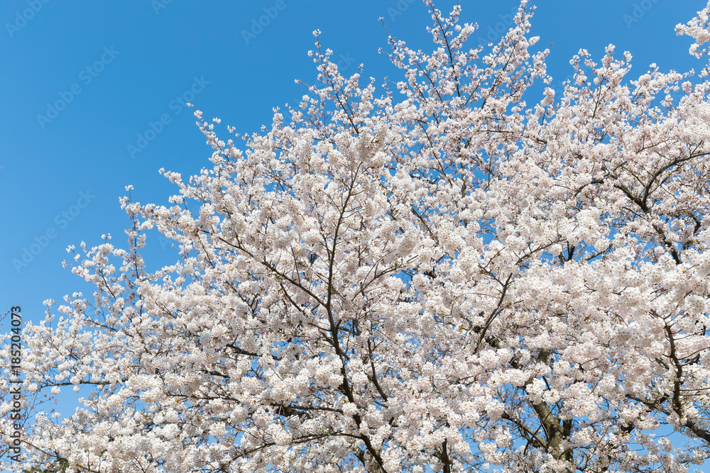 日本樱花在春天绽放