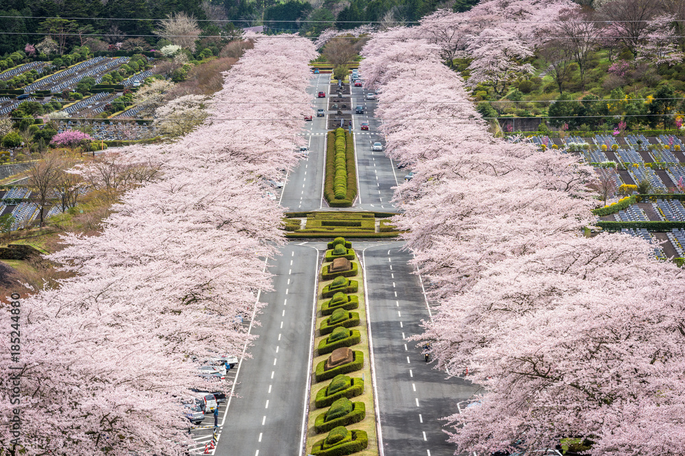 静冈日本之春