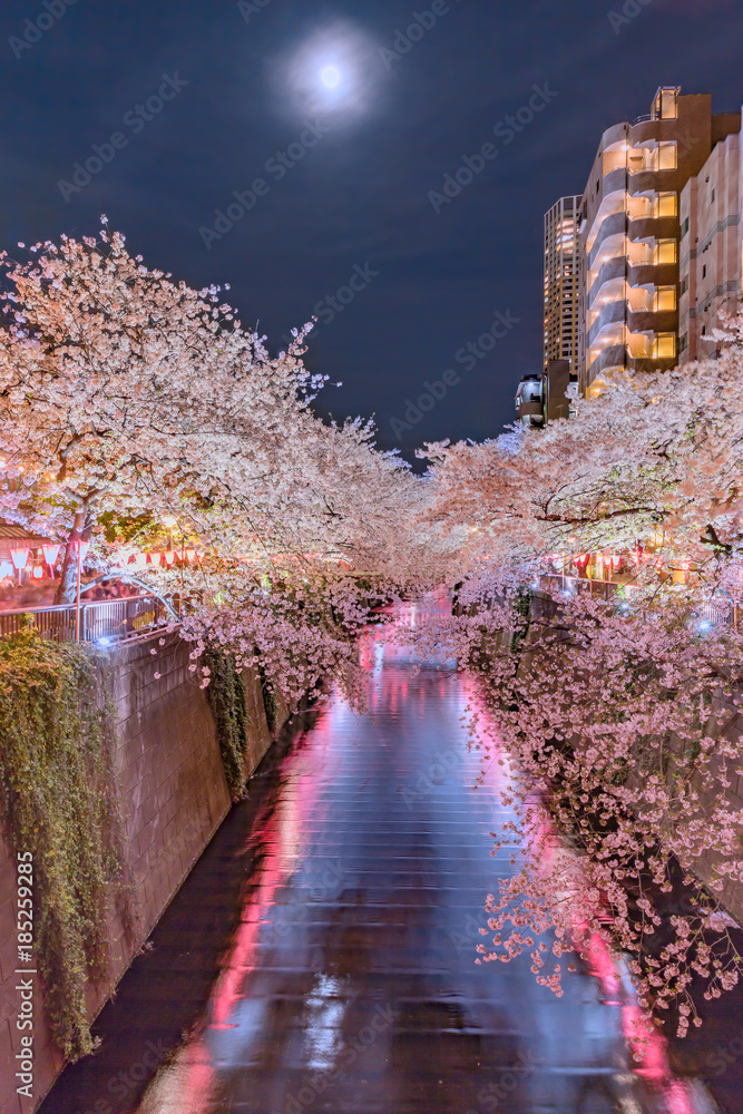 都会の夜桜