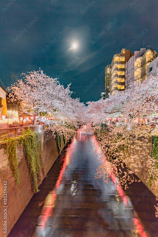 都会の夜桜