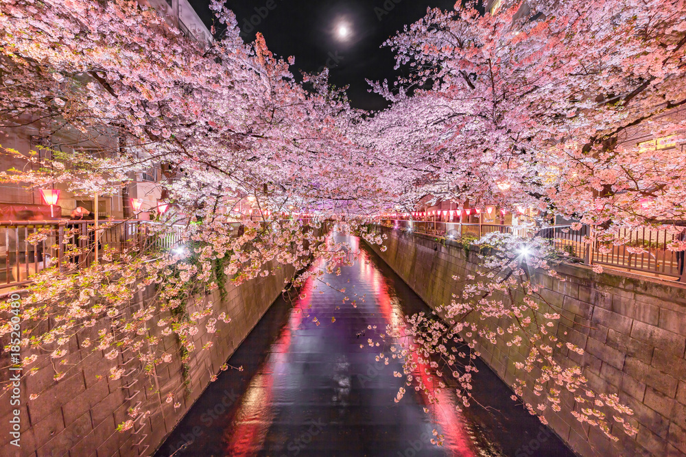 都会の夜桜