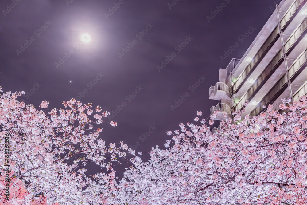 都会の夜桜