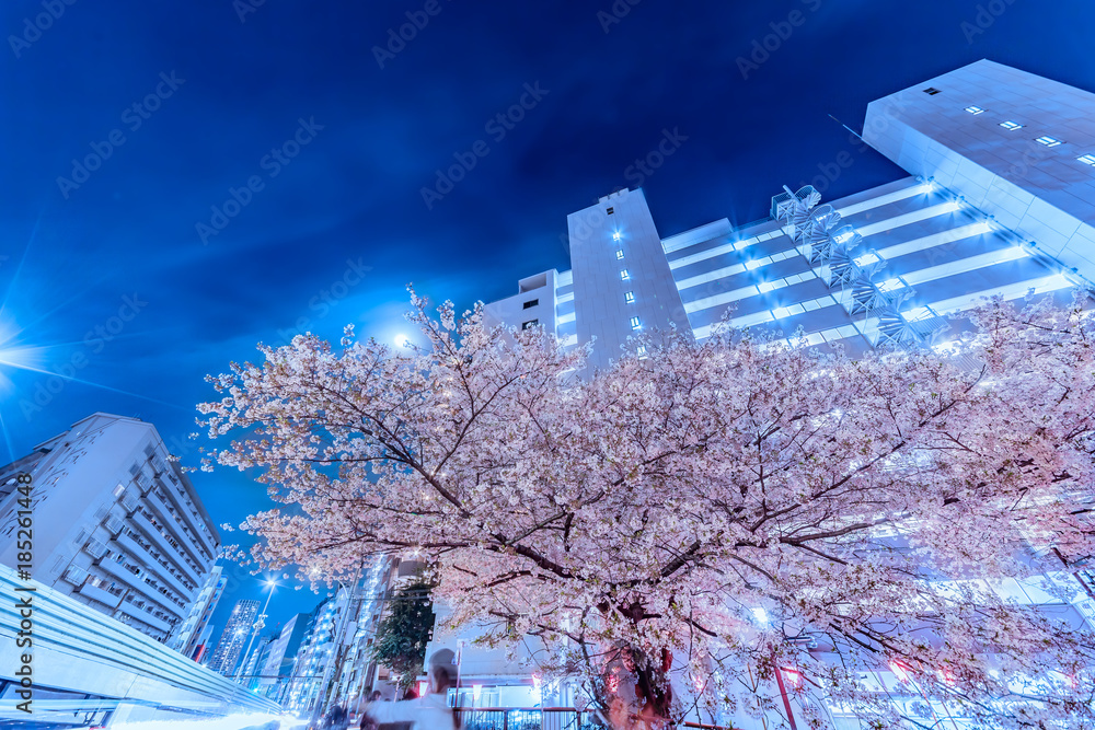 都会の夜桜