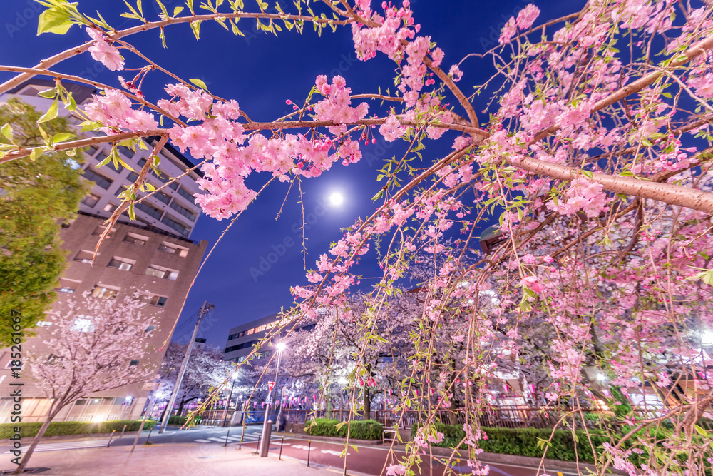 都会の夜桜