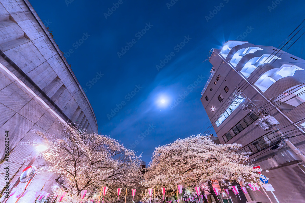 都会の夜桜