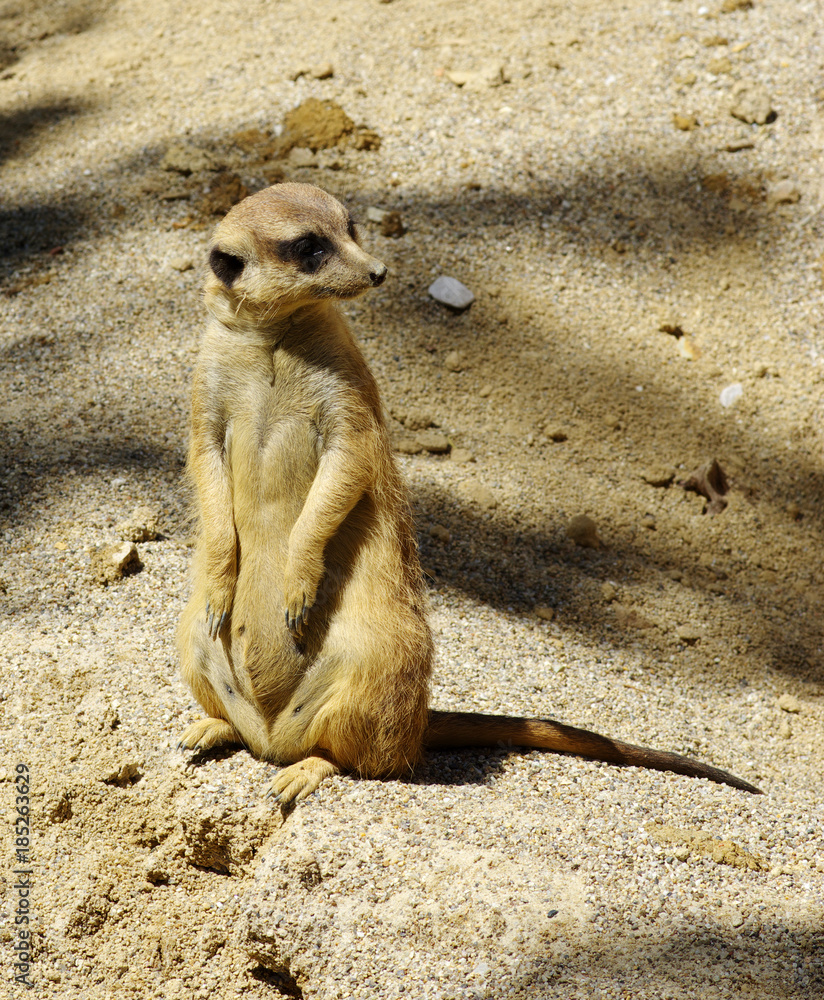 Meercat on the sand