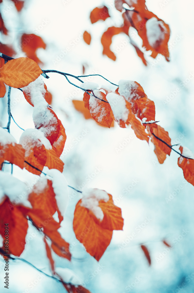 yellow autumn leaves