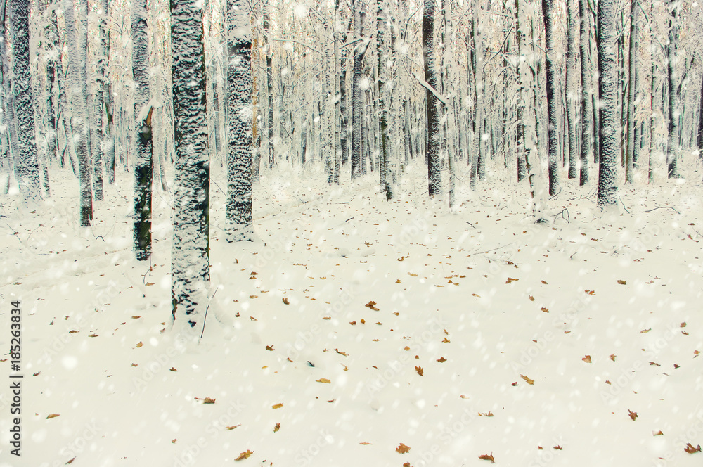  Winter forest on sun