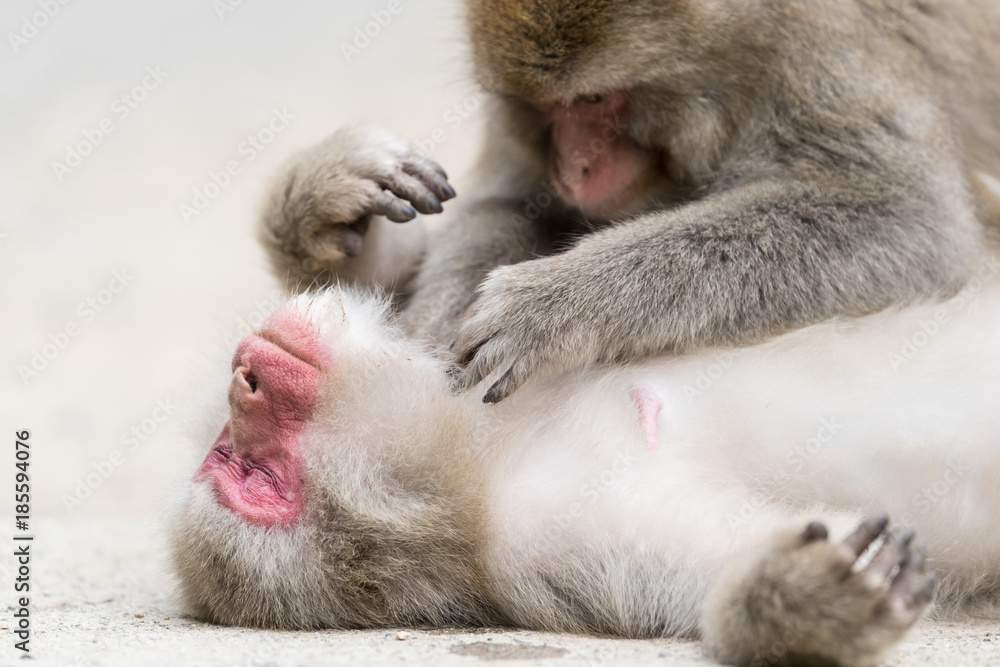 Jigokudani Monkey Park , monkeys bathing in a natural hot spring at Nagano , Japan