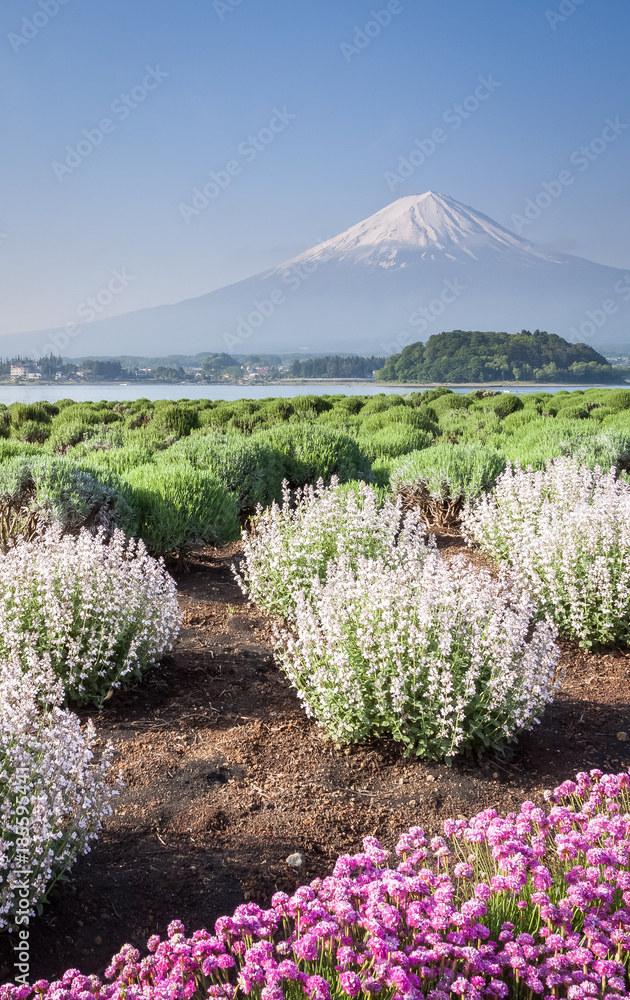 花田和富士山在川久保湖的春天