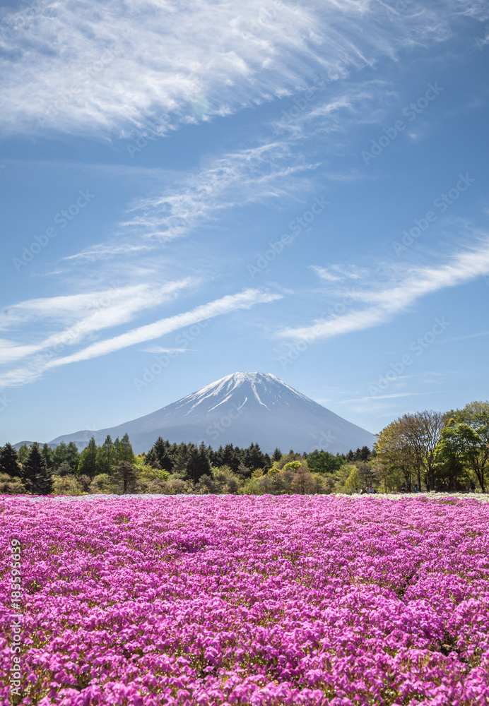 春天的富士山和粉红色苔藓田……