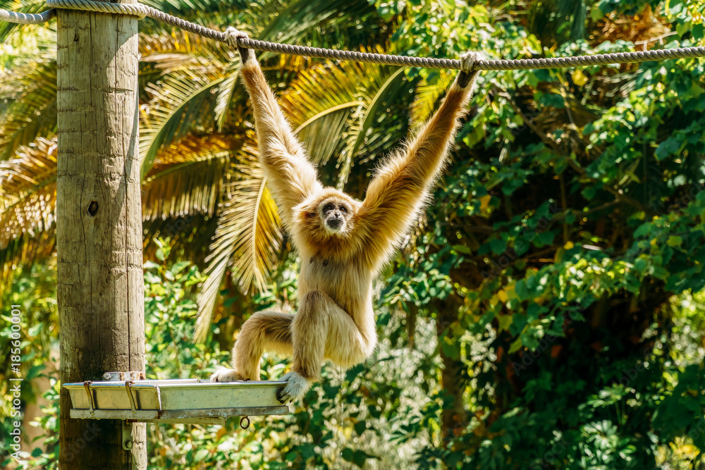 Spider Monkey Portrait