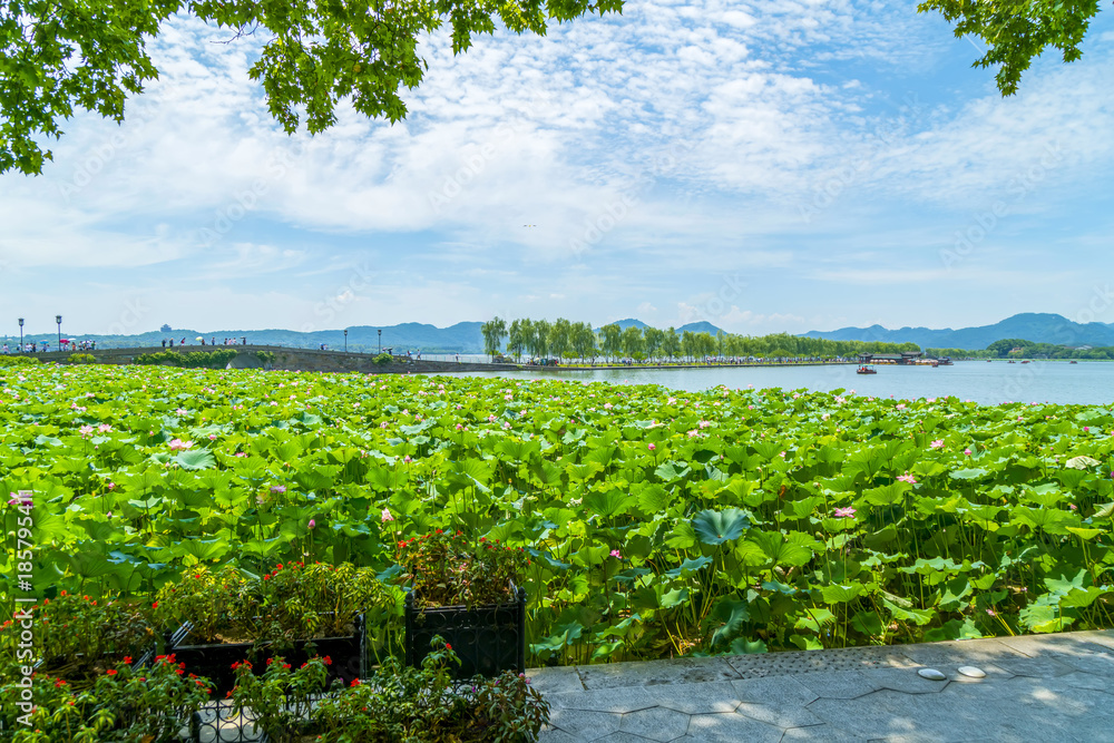 Lotus pond in West Lake