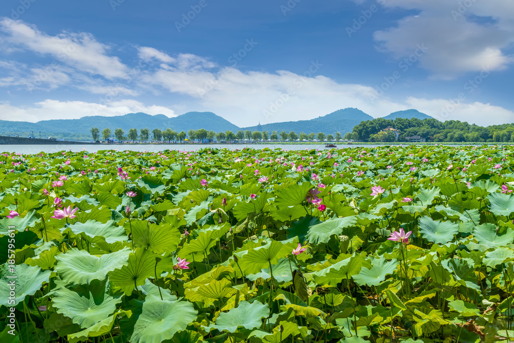 西湖荷花池