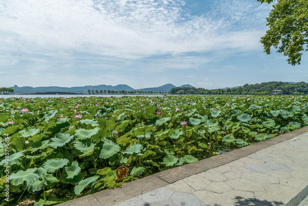 西湖荷花池