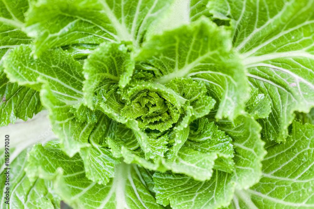 cabbage closeup background