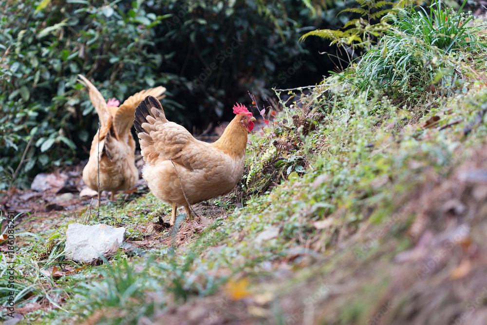 hen on ground