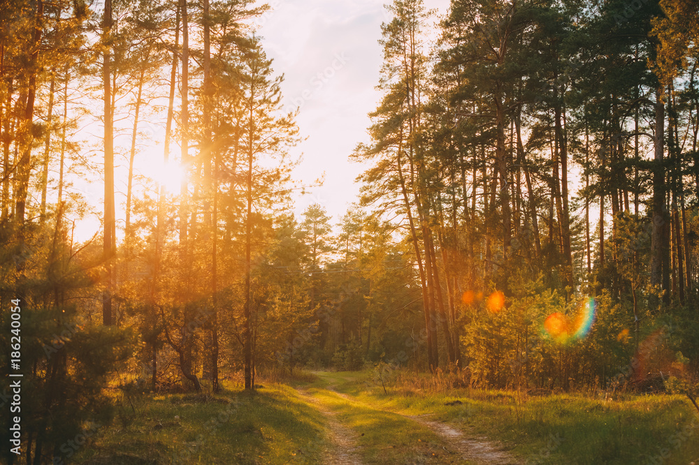 Sun Shining Over Forest Lane, Country Road, Path, Walkway Through